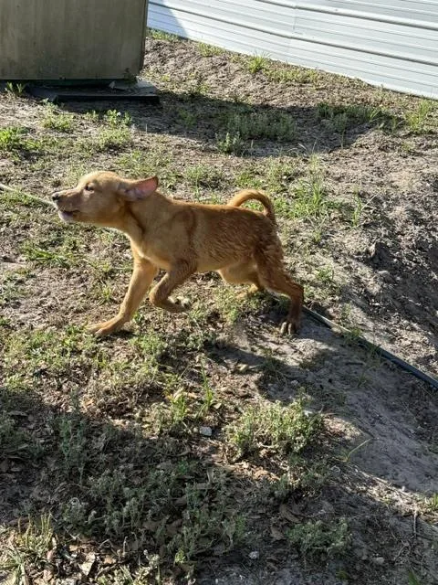 Biscuit