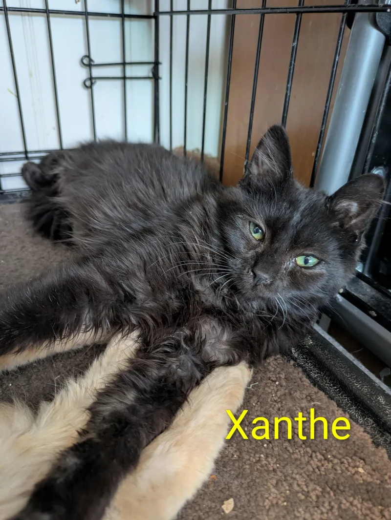 Xanthe