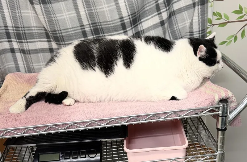An adult extra large-sized male Domestic Short Hair cat named Soul Patch for adoption in Algona, IA