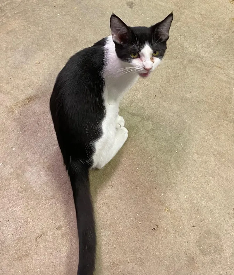 Thingamajig thumbnail 2