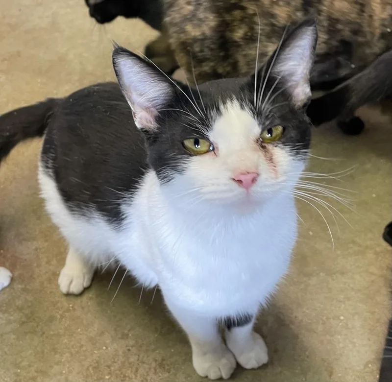 Thingamajig thumbnail 4