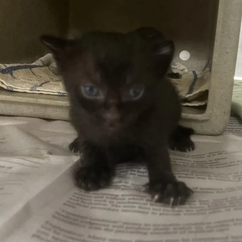 A baby small-sized male Black Domestic Short Hair cat named Red Bull for adoption in San Antonio, TX