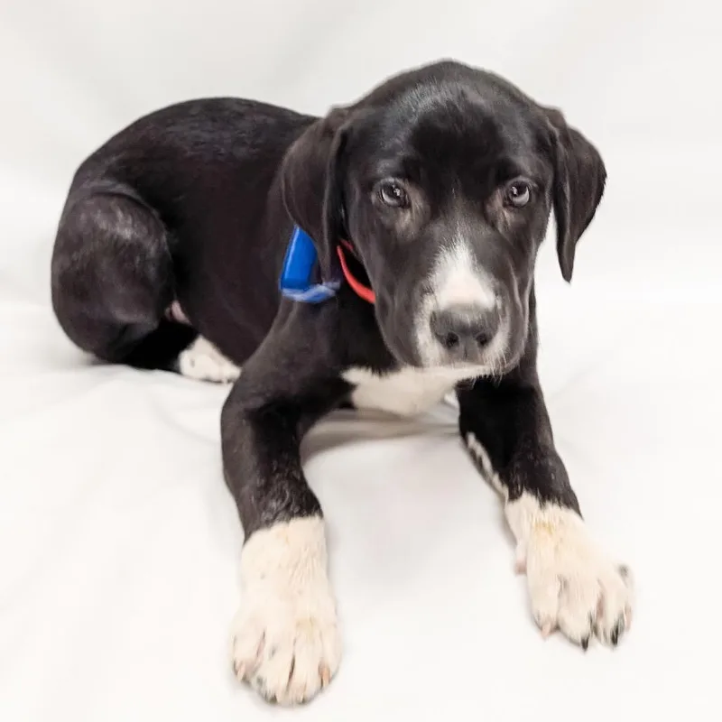 A baby medium-sized male Labrador Retriever dog named Greg for adoption in Parker, CO