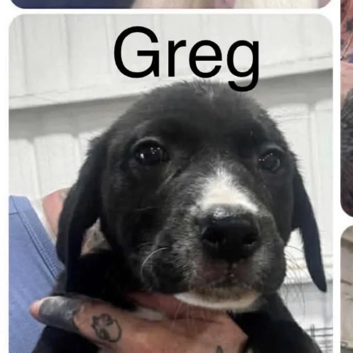 Greg thumbnail 2