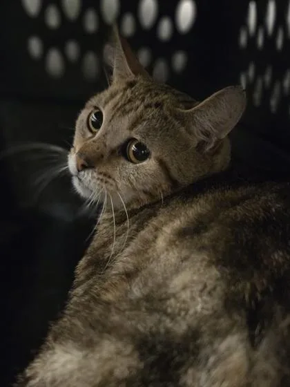 A young medium-sized male Domestic Short Hair cat named Jaspilite for adoption in Westland, MI
