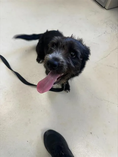 A young small-sized male Terrier dog named Max for adoption in Santa Cruz, CA