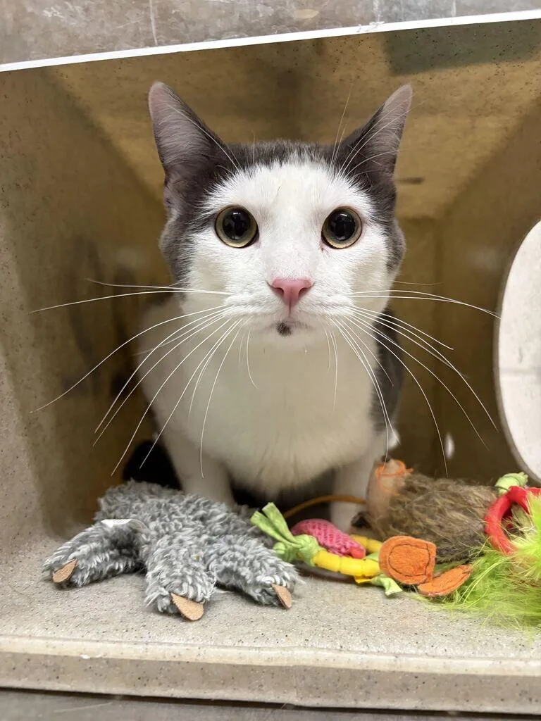 An adult medium-sized male Gray / Blue / Silver Domestic Short Hair cat named Winston for adoption in Fruit Heights, UT