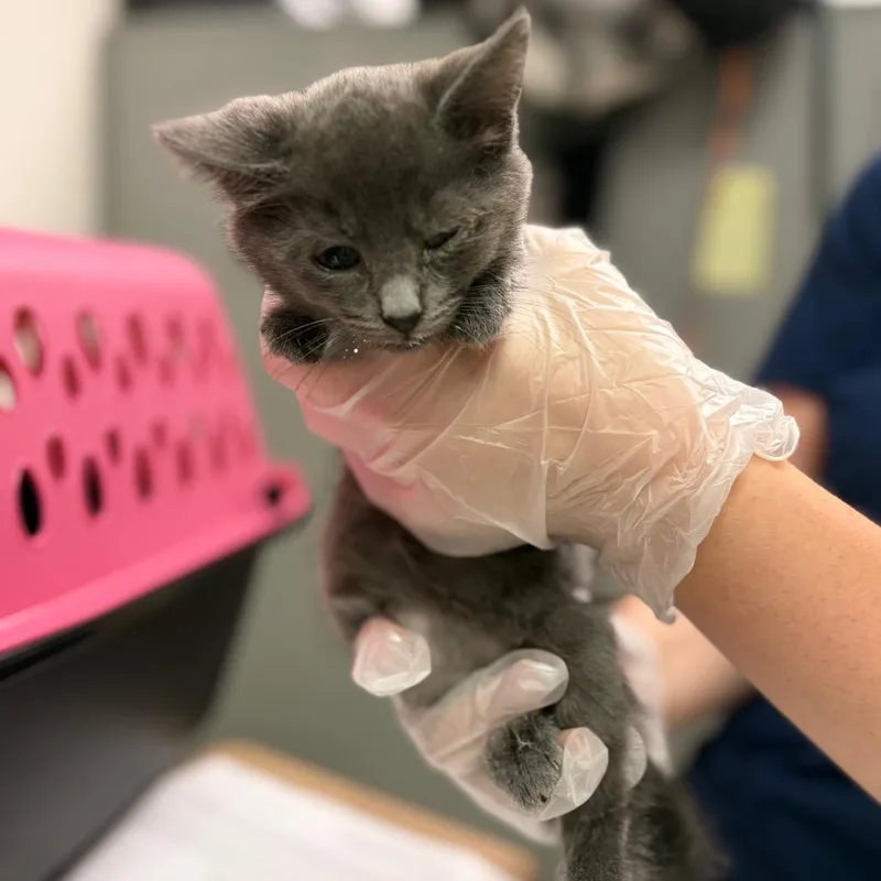 A baby small-sized female Gray / Blue / Silver Domestic Medium Hair cat named Leona for adoption in Charleston, WV