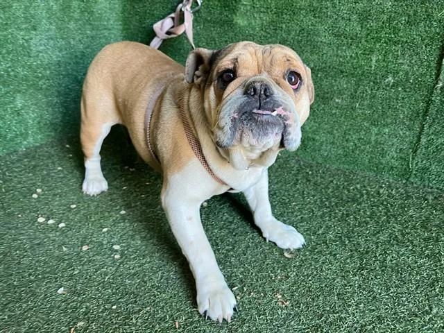 An adult medium-sized female English Bulldog dog named Madonna for adoption in Lancaster, CA