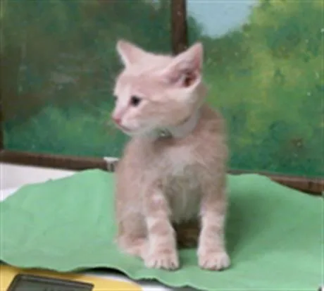 A baby small-sized male Domestic Short Hair cat named Finn for adoption in Houston, TX