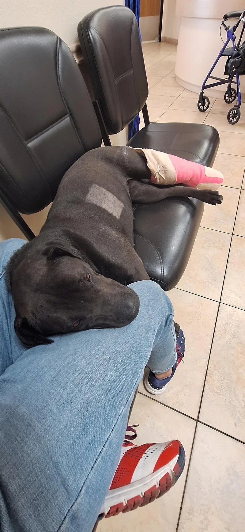 An adult medium-sized female Black Pit Bull Terrier dog named Daphne for adoption in Las Vegas, NV