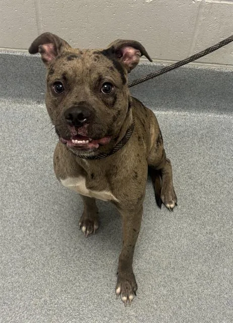 A young medium-sized female Pit Bull Terrier dog named May for adoption in Indianapolis, IN