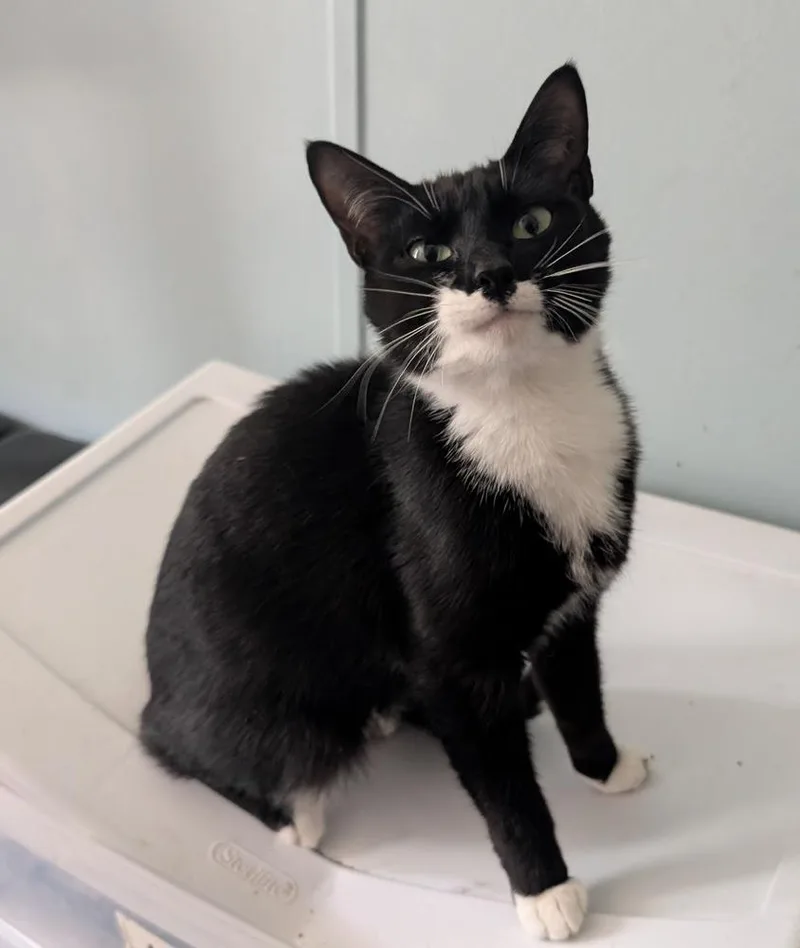 Momma Cassadaga thumbnail 2