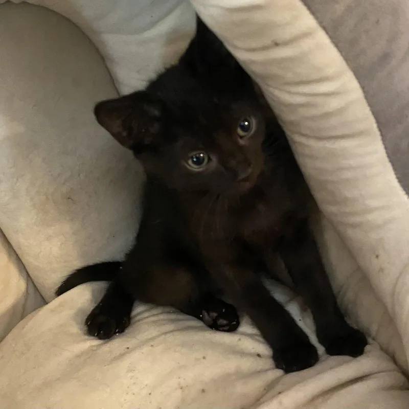 A baby medium-sized male Black Domestic Short Hair cat named Kiwi for adoption in Tampa, FL