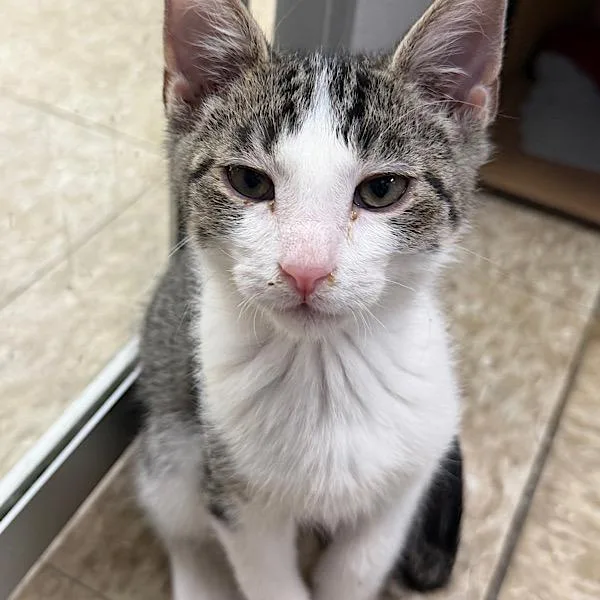 A baby small-sized male Domestic Short Hair cat named Oscar for adoption in Des Moines, IA