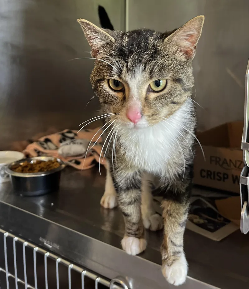 An adult medium-sized male Tabby (Brown / Chocolate) Domestic Short Hair cat named Geno for adoption in Seville, OH