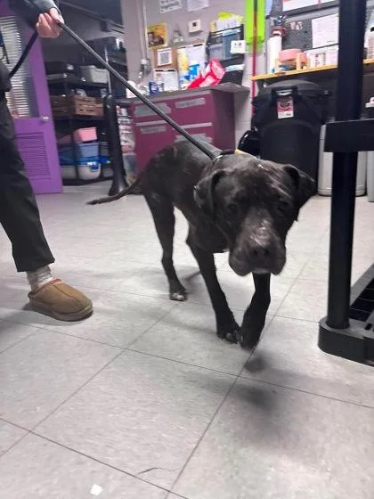 An adult large-sized male Mixed Breed dog named Diablo for adoption in Hobart, IN