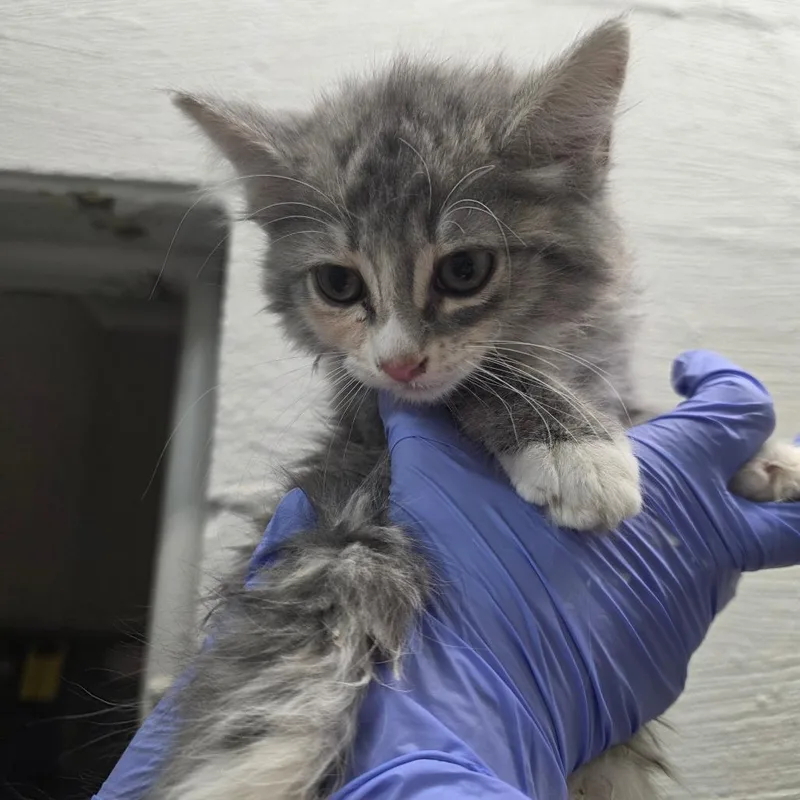 A baby small-sized female Calico Domestic Short Hair cat named Kiwi for adoption in Clanton, AL
