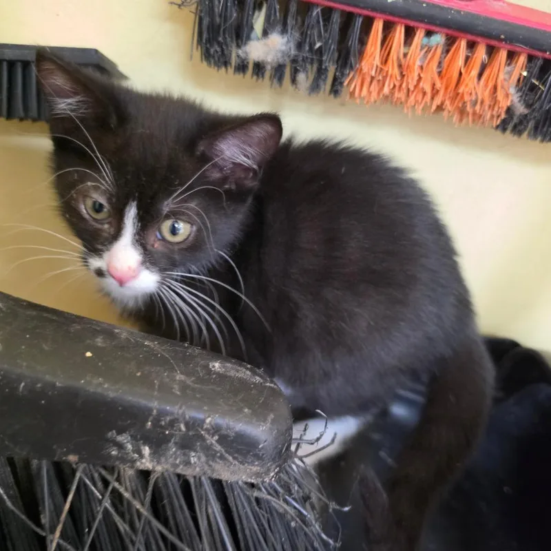 A baby small-sized female Black Domestic Short Hair cat named Sarah for adoption in Melrose, FL