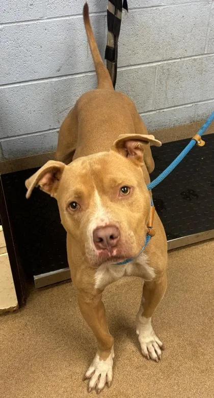 An adult large-sized male Mixed Breed dog named Locket for adoption in Chamblee, GA
