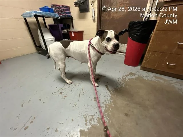 Mimi