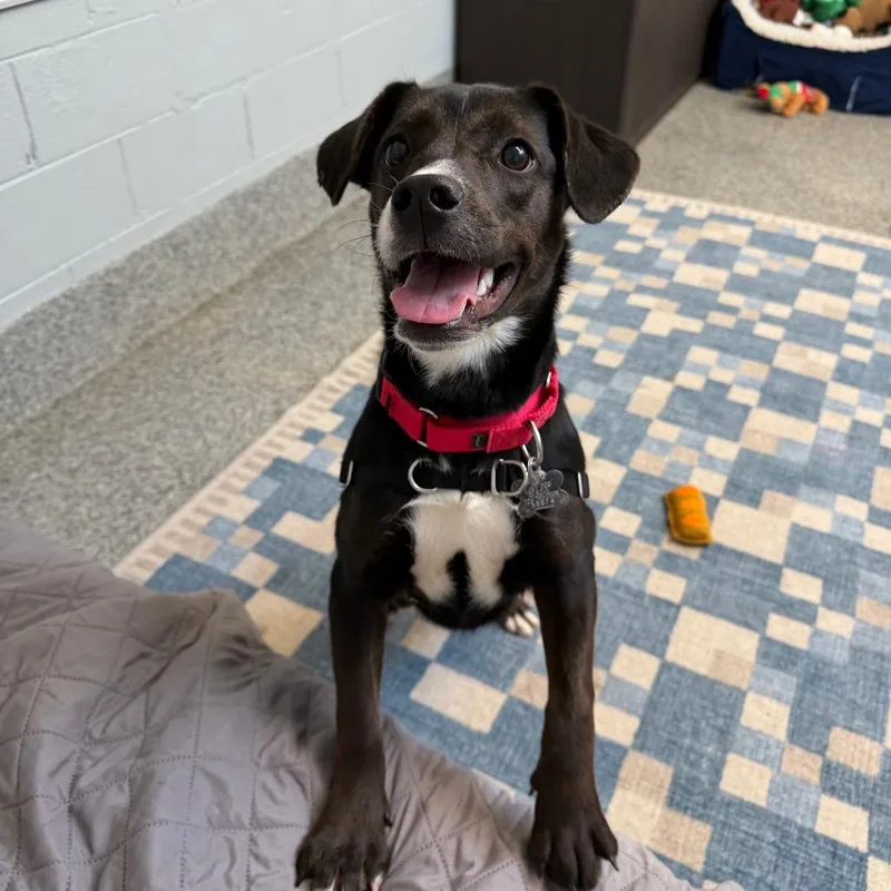 A young medium-sized female Labrador Retriever dog named Winnie for adoption in Falls Church, VA