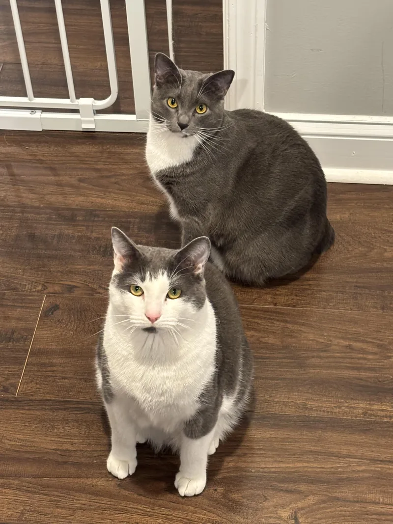 Bagel And Muffin thumbnail 2