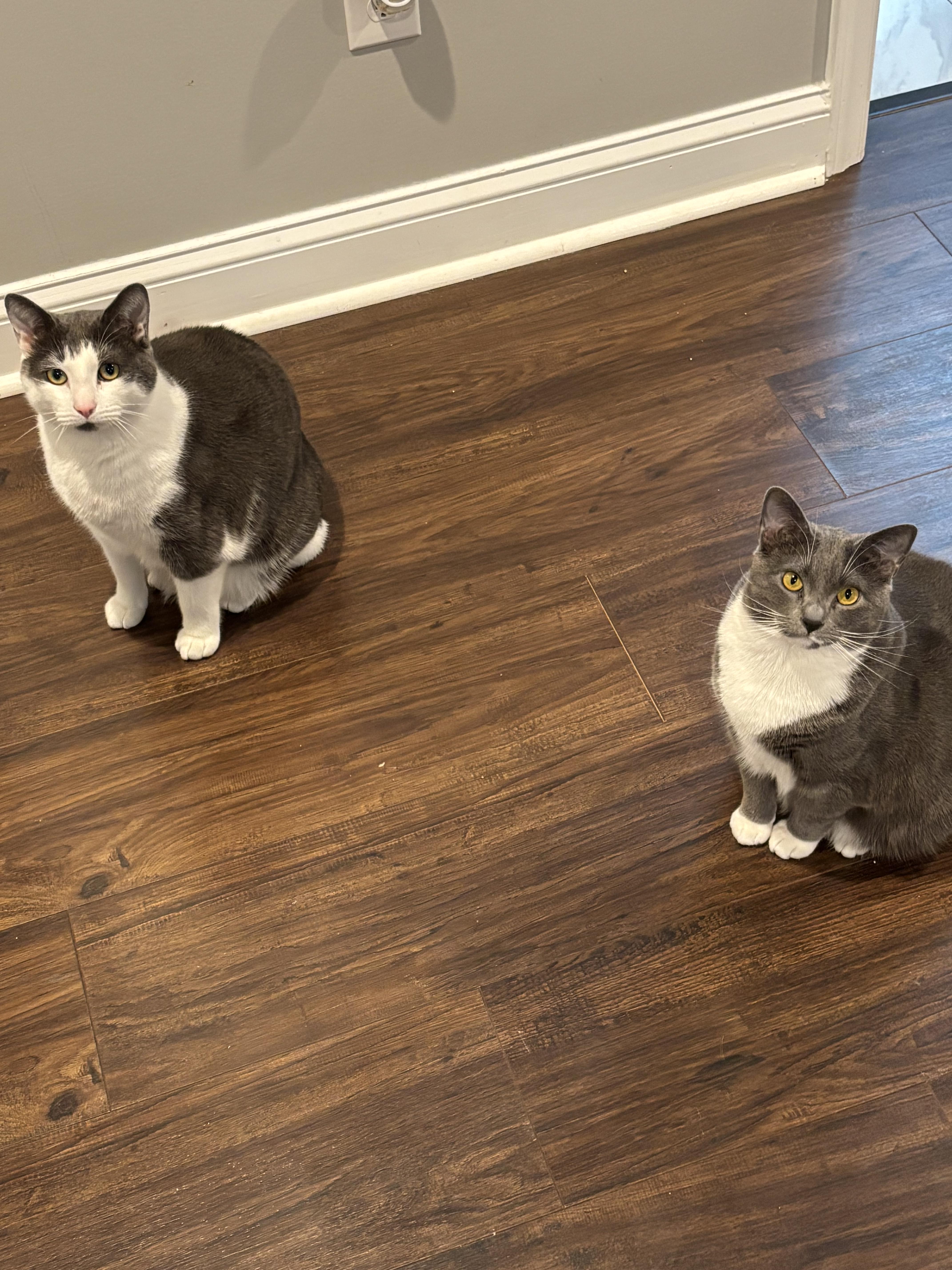 Bagel And Muffin thumbnail 3