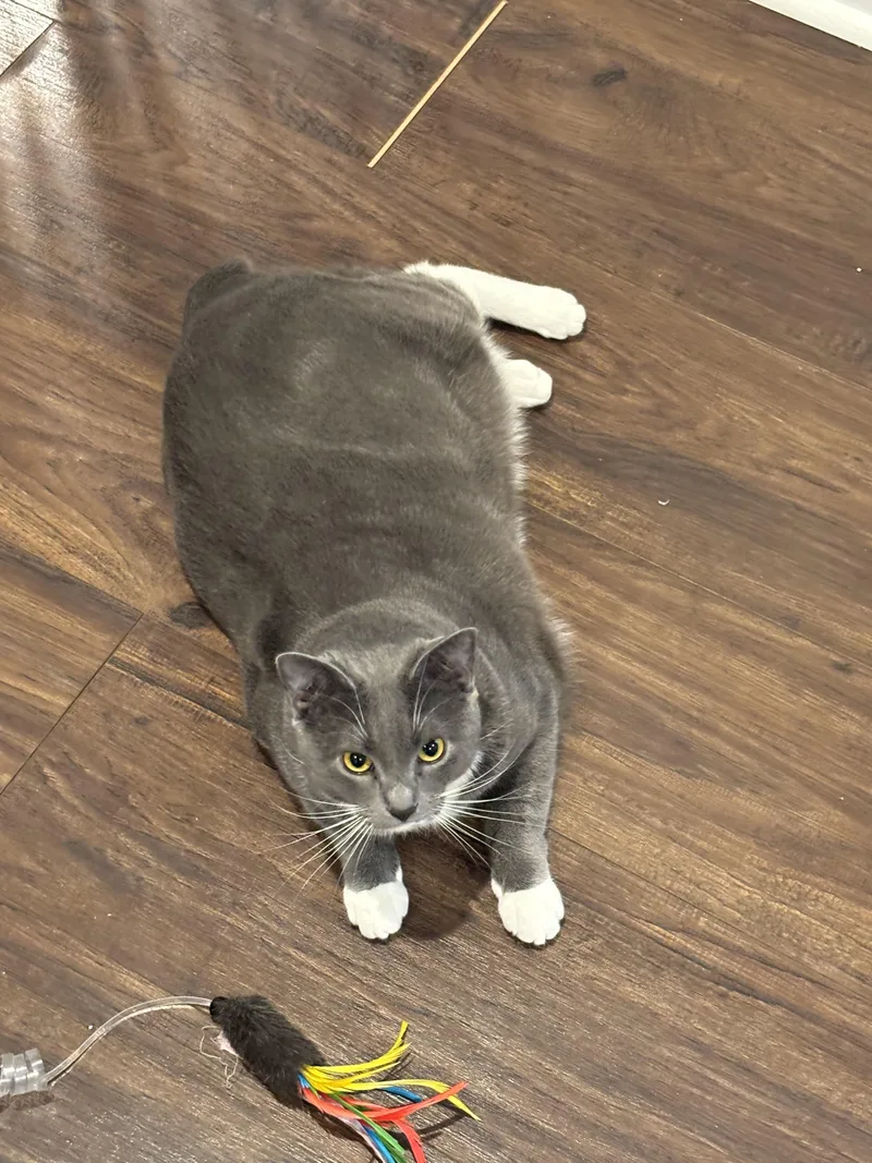 Bagel And Muffin thumbnail 4