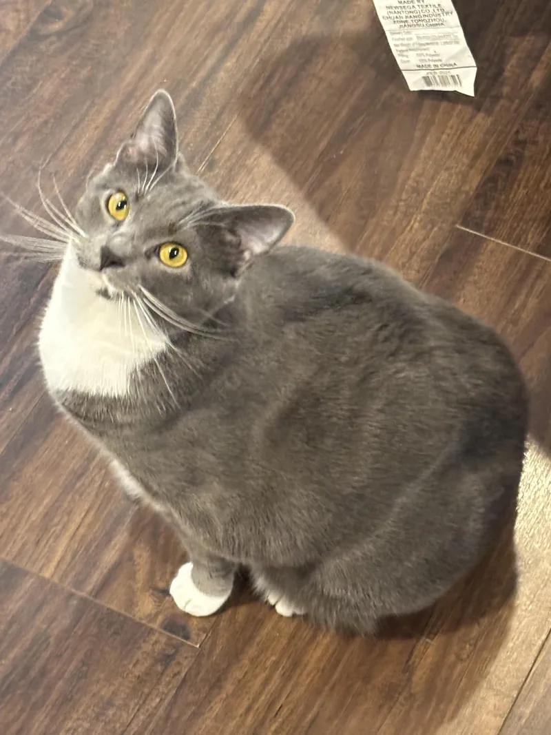 Bagel And Muffin thumbnail 6