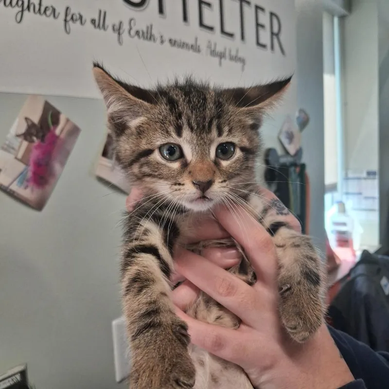 A baby small-sized male Domestic Short Hair cat named Tappy for adoption in Gautier, MS
