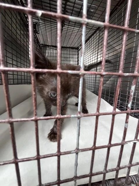 A baby small-sized female Domestic Short Hair cat named Mindy for adoption in Miami, FL