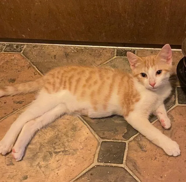 A baby medium-sized male Orange & White Domestic Short Hair cat named Larry for adoption in Sterling Heights, MI