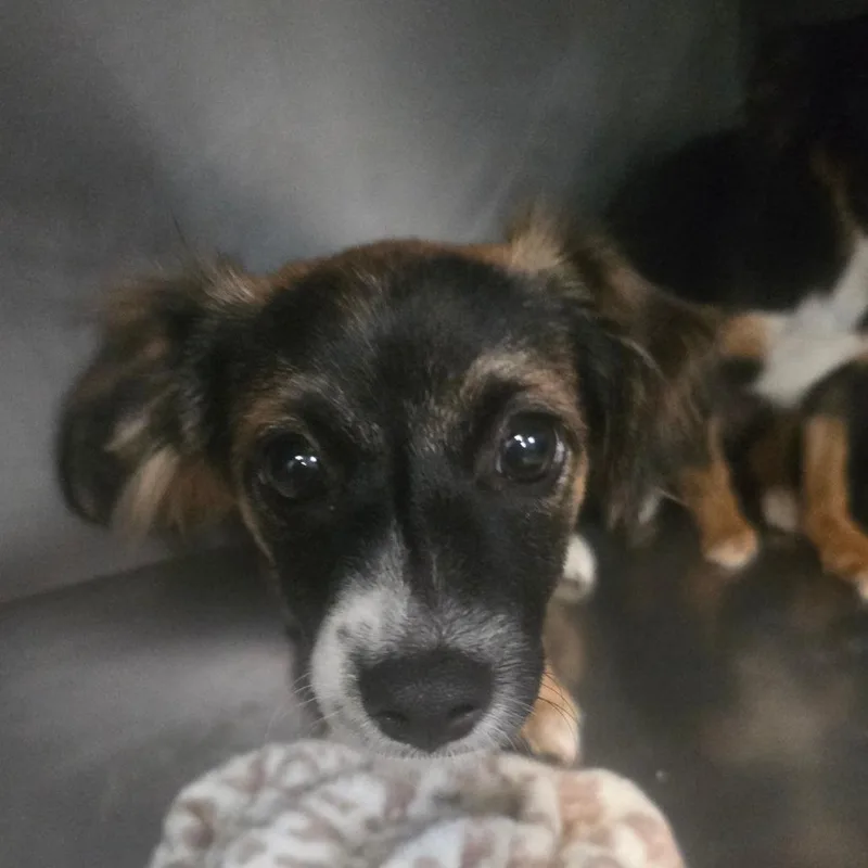 A baby small-sized female Black Chihuahua dog named Honey for adoption in San Jacinto, CA