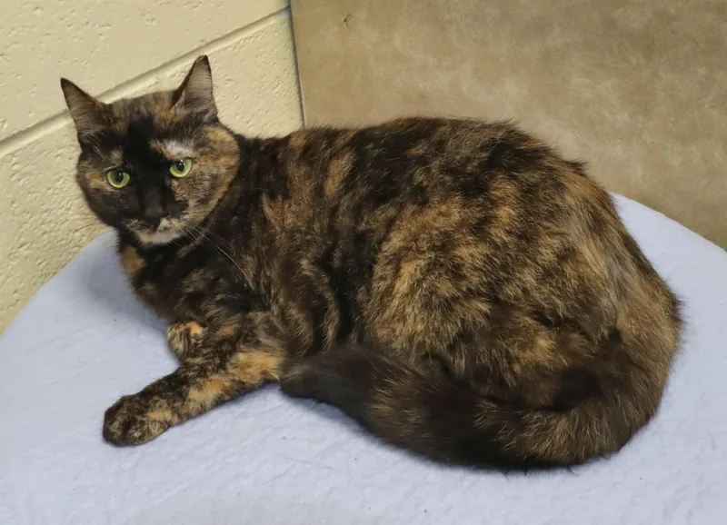 An adult large-sized female Tortoiseshell cat named Stormy for adoption in Euclid, OH