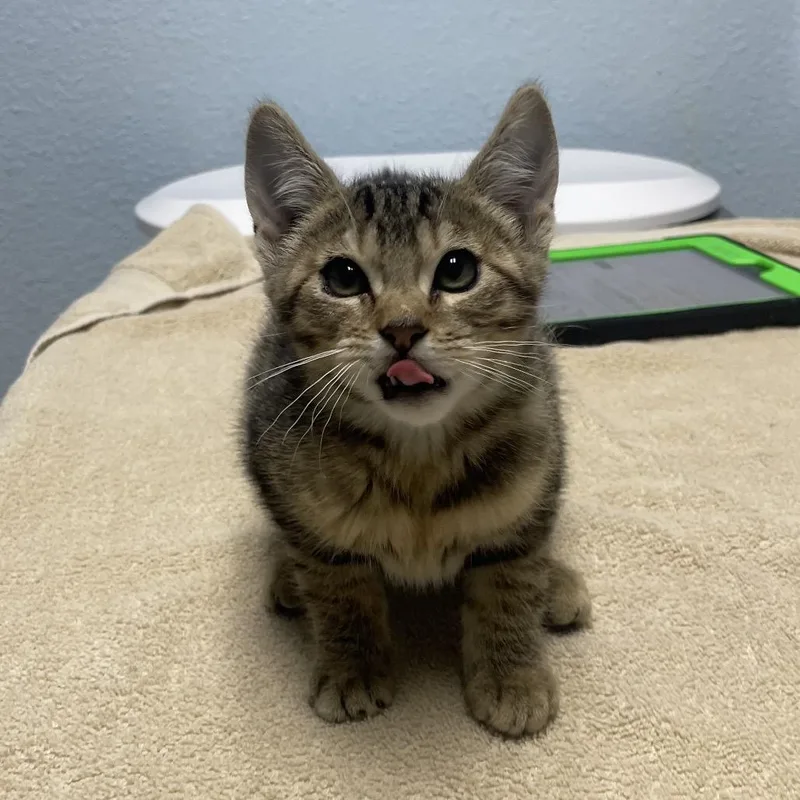 A baby small-sized female Domestic Short Hair cat named Scotti for adoption in Riverside, CA