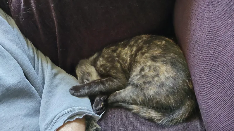 A baby medium-sized female Domestic Short Hair cat named Lillian for adoption in Chesapeake Beach, MD