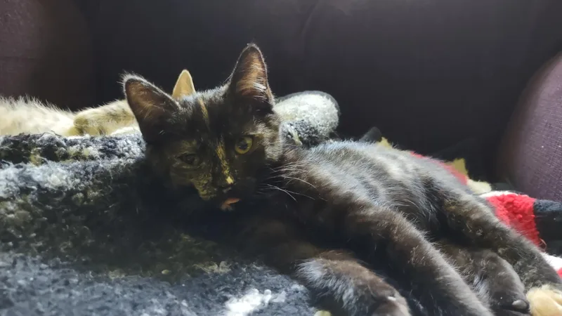 Lillian thumbnail 3
