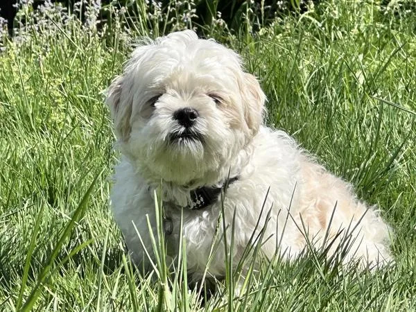 An adult small-sized male Shih Tzu dog named Lyle Laney for adoption in Portland, OR