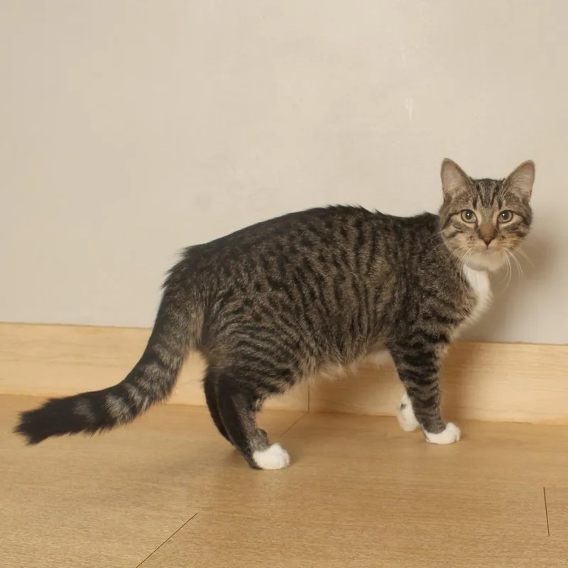 A young medium-sized male Brown / Chocolate Domestic Short Hair cat named Aladdin C for adoption in Minnetonka, MN