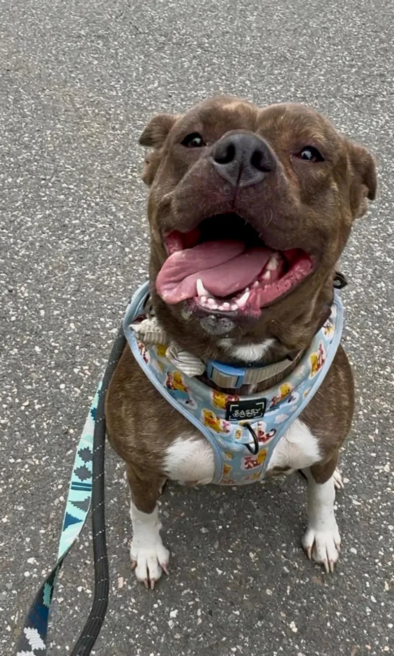 A young medium-sized female Brindle Hound dog named Hope for adoption in Lambertville, NJ