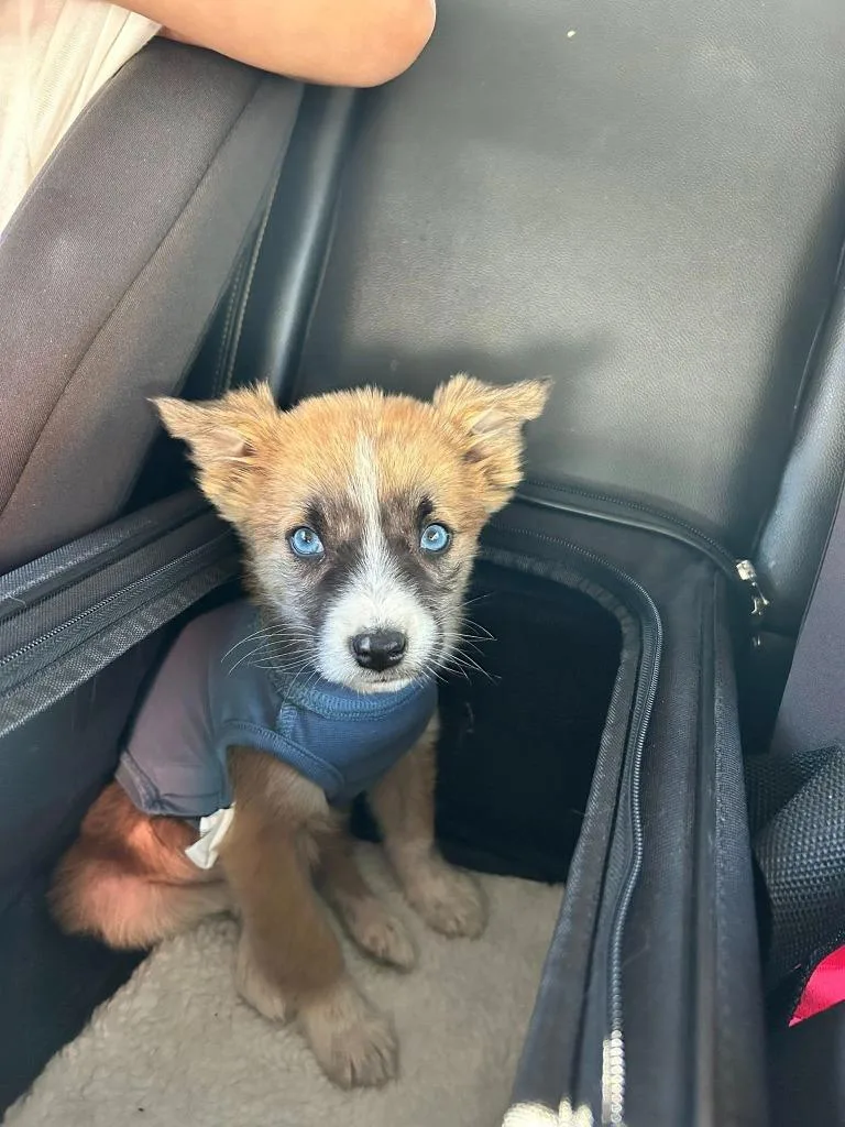 A baby small-sized female Mixed Breed dog named Maple for adoption in Mesa, AZ