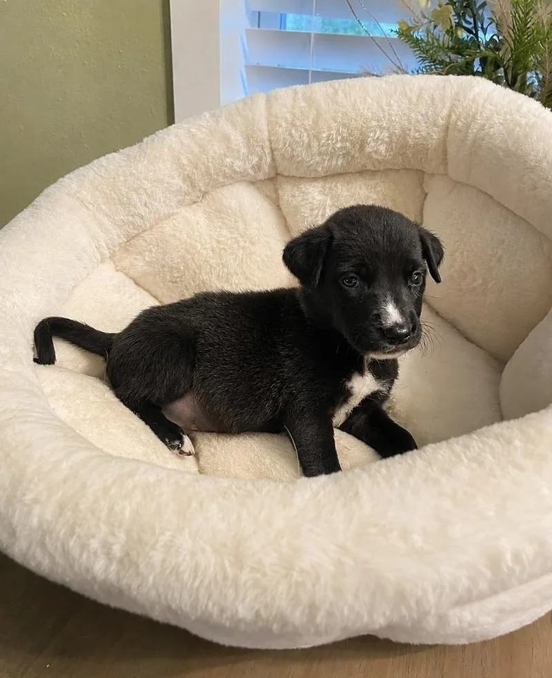 A baby small-sized male Tricolor (Brown, Black, & White) Labrador Retriever dog named Little Bear for adoption in Silsbee, TX