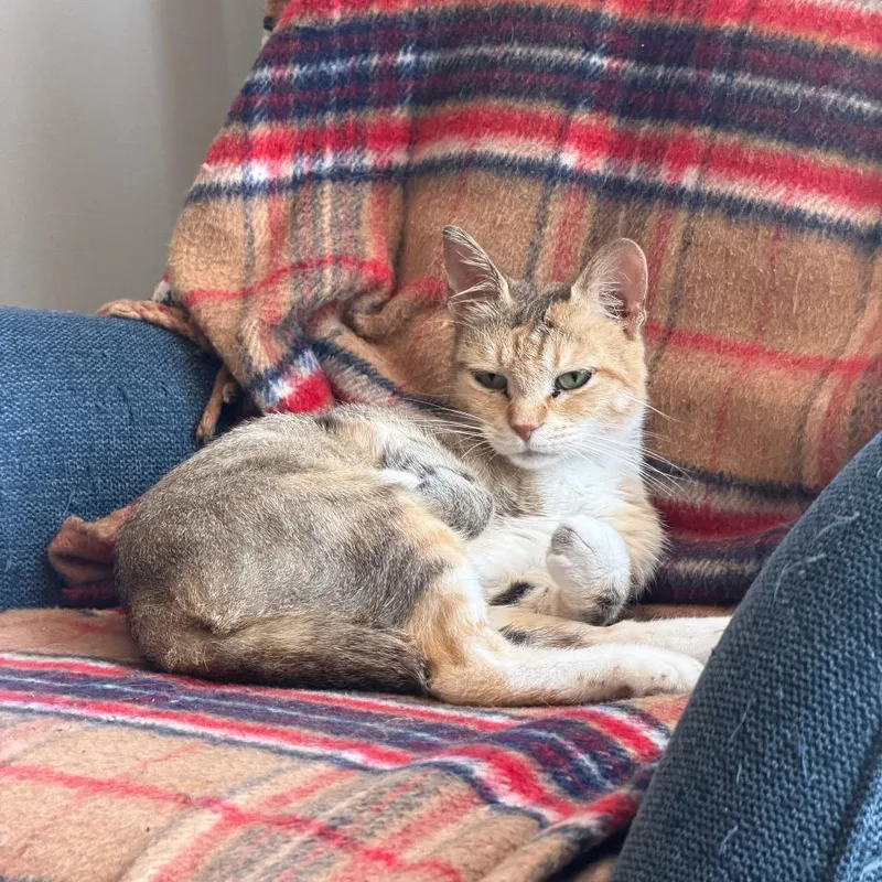 An adult medium-sized female Calico Domestic Short Hair cat named Foxglove for adoption in Evanston, IL