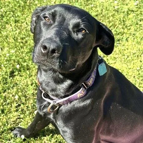 A baby large-sized female Pit Bull Terrier dog named Sunflower for adoption in Oakland, CA