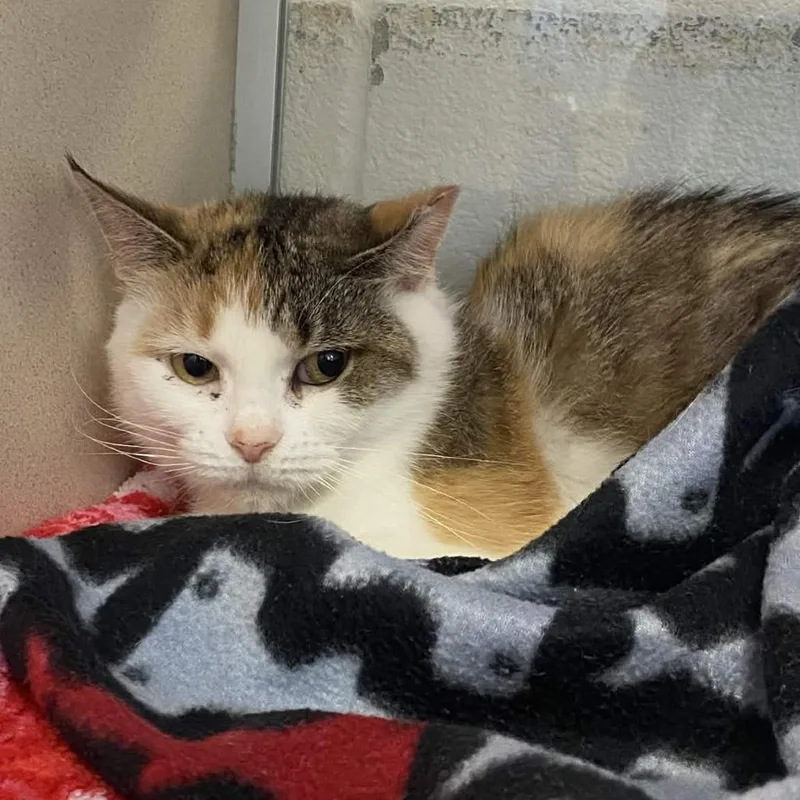 A young medium-sized female Calico Domestic Short Hair cat named Paloma for adoption in Gloucester, VA