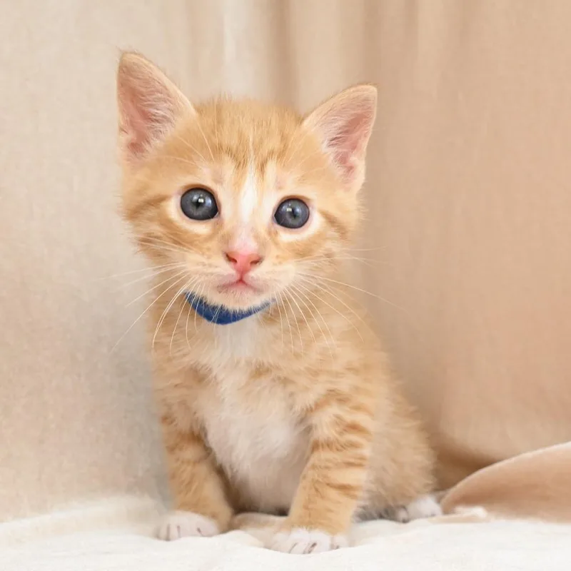 A baby small-sized male Orange / Red Domestic Short Hair cat named Jordan for adoption in Mobile, AL