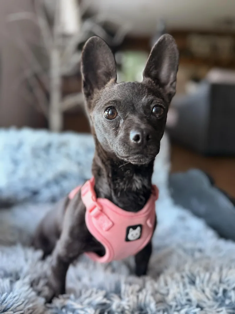 A young small-sized female Chihuahua dog named Persephone for adoption in North Freedom, WI