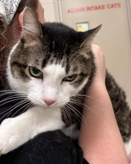 An adult medium-sized male Domestic Short Hair cat named Winston for adoption in Fishers, IN