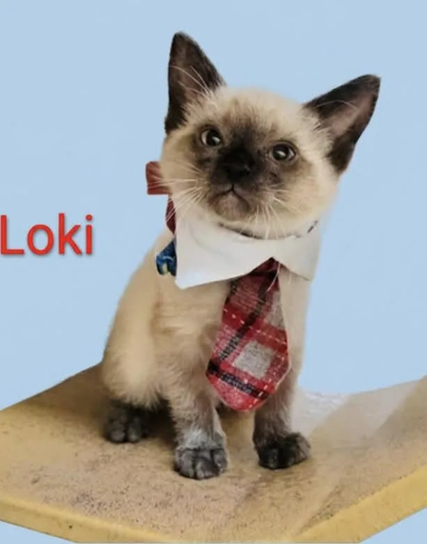 Loki